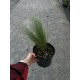 Ковила «Поні Тейлз» (Stipa tenuissima Pony Tails) С3